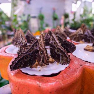 Butterfly Garden – Must-see attractions Butterfly Garden Must-see attractions