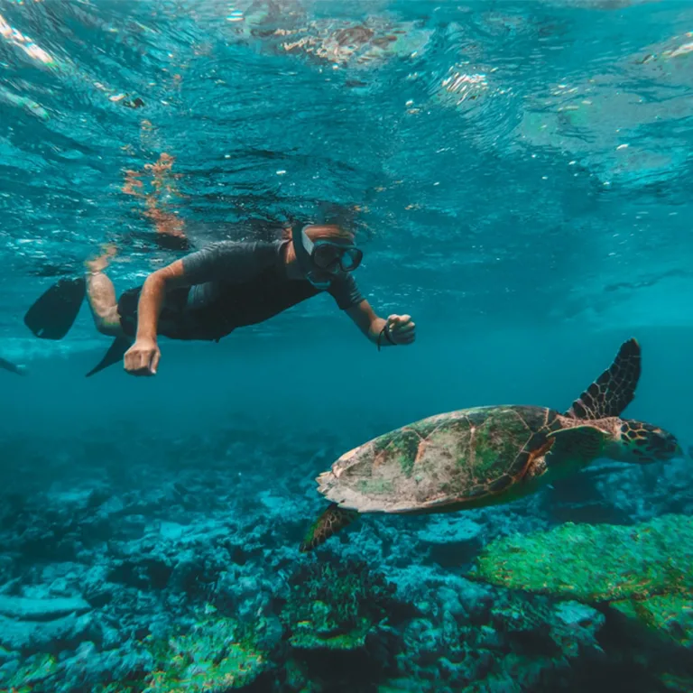 Dive & Snorkel Trips in Fujairah – Water Sports Dive & Snorkel Trips in Fujairah Water Sports