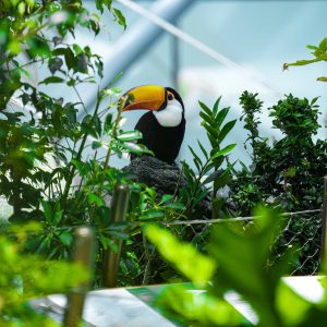 The Green Planet Dubai – Theme Parks The Green Planet Dubai Theme Parks