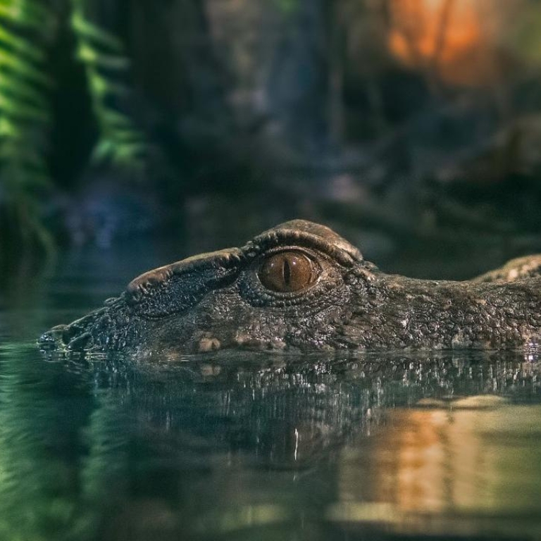 Dubai Aquarium & Underwater Zoo – King Crock Encounter – Experiences Dubai Aquarium & Underwater Zoo - King Crock Encounter Experiences