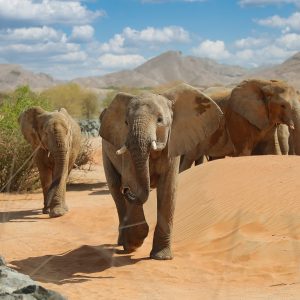 Al Ain Zoo Tickets – Experiences Al Ain Zoo Tickets Experiences