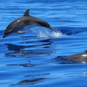 Bandar Rowdha Marina Dolphin Tour Boat Package – Recently Added Experiences Bandar Rowdha Marina Dolphin Tour Boat Package Recently Added Experiences