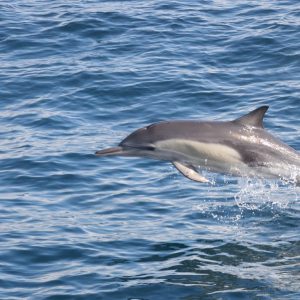 Dolphins Watching – Sightseeing and Tours Dolphins Watching Sightseeing and Tours