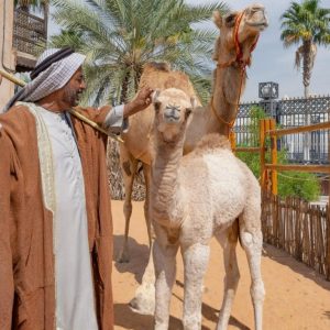 Emirati Hospitality Experience (Breakfast) – Sightseeing and Tours Emirati Hospitality Experience (Breakfast) Sightseeing and Tours