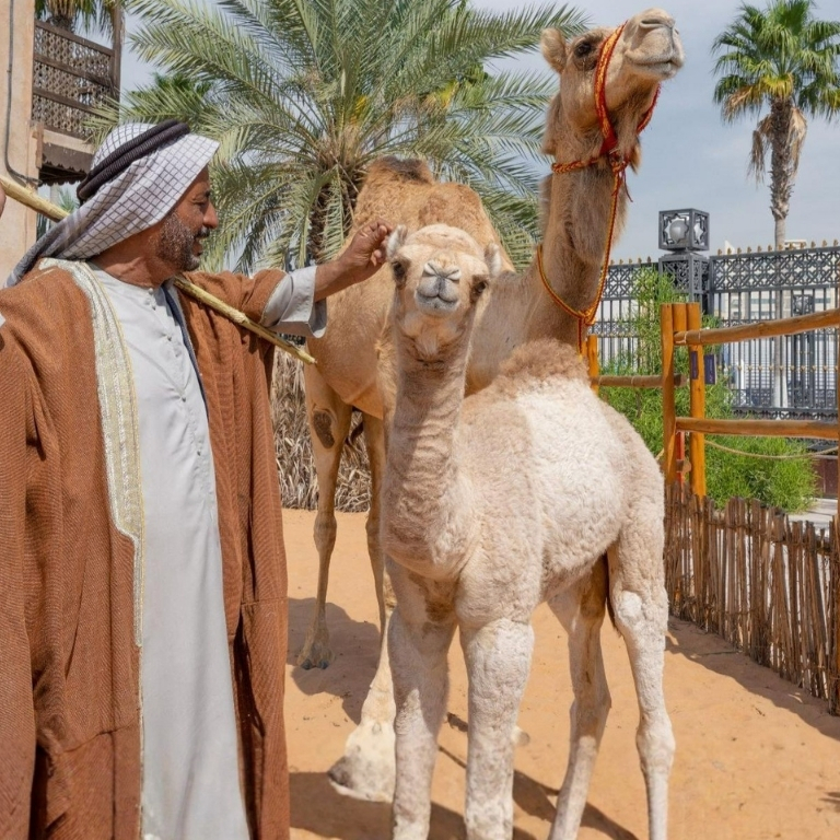 Emirati Hospitality Experience (Breakfast) – Sightseeing and Tours Emirati Hospitality Experience (Breakfast) Sightseeing and Tours