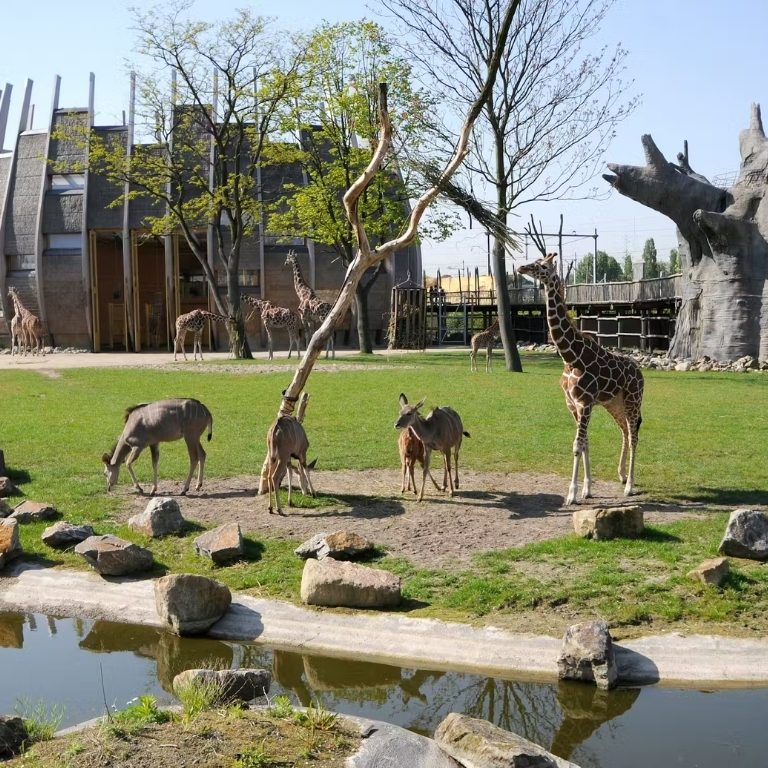 Blijdorp Rotterdam Zoo: Skip The Line Ticket – Indoor Attractions Blijdorp Rotterdam Zoo: Skip The Line Ticket Indoor Attractions