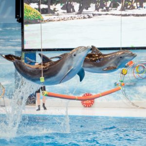 Dolphin & Seal Show – Dubai Dolphinarium + The Green Planet Dubai – Combo – Must-see attractions Dolphin & Seal Show - Dubai Dolphinarium + The Green Planet Dubai - Combo Must-see attractions