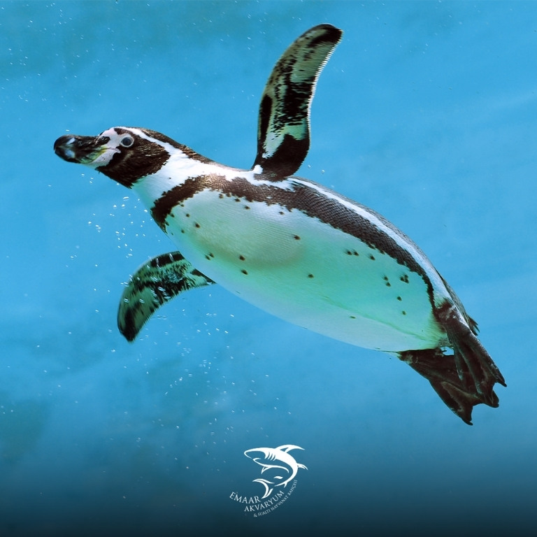 Emaar Square Aquarium World – Experiences Emaar Square Aquarium World Experiences