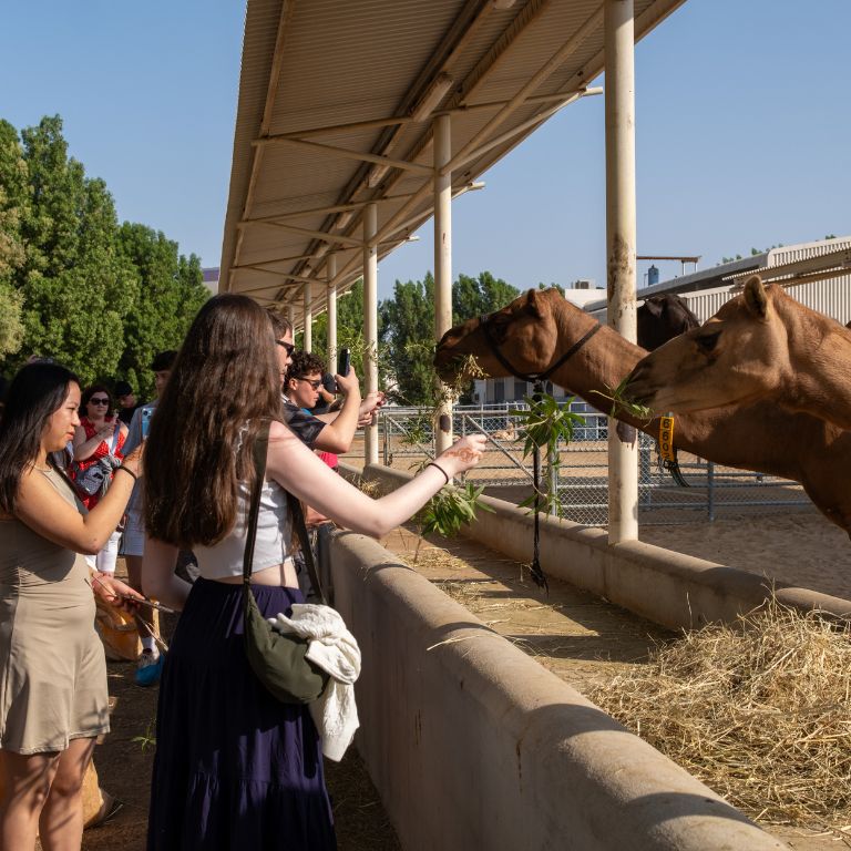 Guided Camel Farm Tour + Camel milk tasting – Camelicious – Must-see attractions Guided Camel Farm Tour + Camel milk tasting - Camelicious Must-see attractions