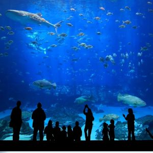 Istanbul Aquarium Ticket & Shuttle – Aqua Florya – Experiences Istanbul Aquarium Ticket & Shuttle - Aqua Florya Experiences