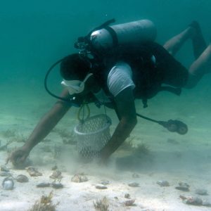 Pearl Diving – Water Sports Pearl Diving Water Sports