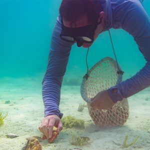Pearl Snorkeling Water Sports
