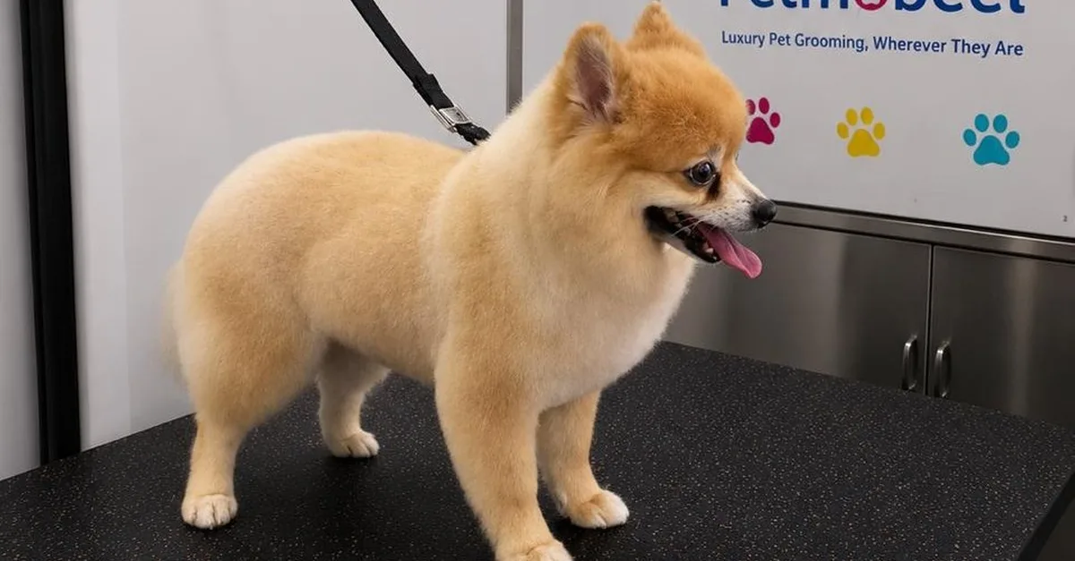 3 Month Grooming Membership For Choice Of Dog Size in Dubai | Dubai Travel Tours United Arab Emirates