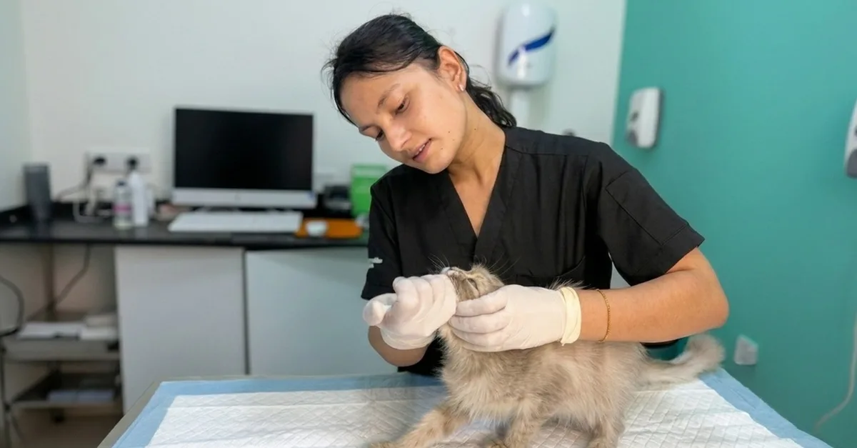 Annual Pet Vaccinations & Full Health Check-ups For Cats & Dogs in Sharjah & N. Emirates | Dubai Travel Tours United Arab Emirates