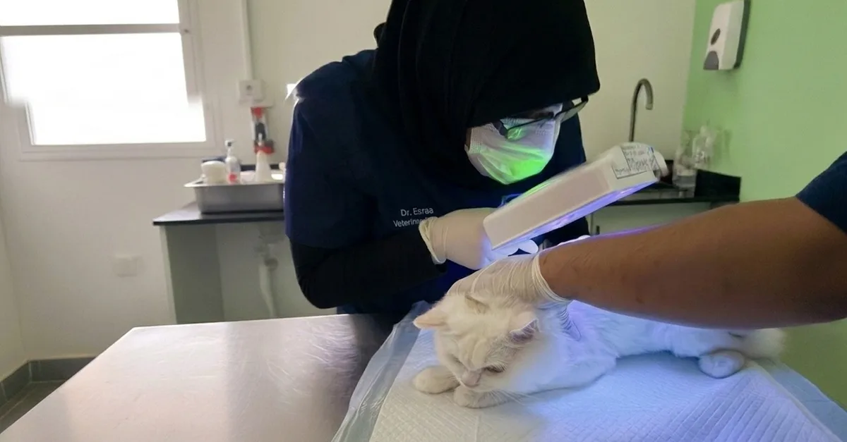 Annual Pet Vaccinations & Full Health Check-ups For Cats & Dogs in Sharjah & N. Emirates | Dubai Travel Tours Annual Pet Vaccinations & Full Health Check-ups For Cats & Dogs in Sharjah & N. Emirates | Dubai Travel Tours - Image 4