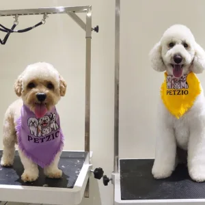 Basic Grooming For Cats & Dogs Of All Sizes: Rinse & Fluff Package in Dubai | Dubai Travel Tours Basic Grooming For Cats & Dogs Of All Sizes: Rinse & Fluff Package at Petzio petboarding and grooming llc