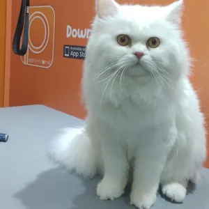 Basic Or Full Grooming At Pet Corner in Dubai | Dubai Travel Tours Basic Or Full Grooming At Pet Corner at Pet Corner
