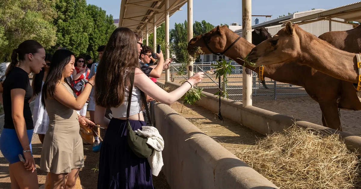 Camelicious Farm And Factory Tour With Camel Milk Tasting in Dubai | Dubai Travel Tours United Arab Emirates