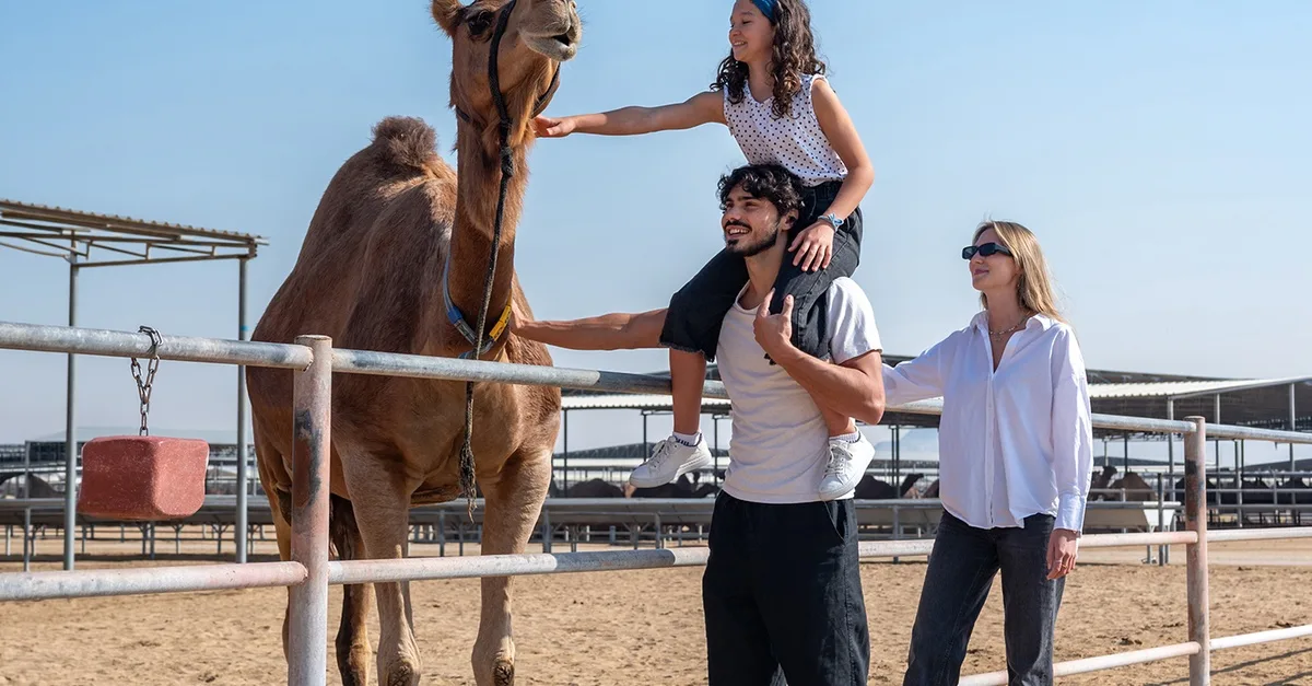 Camelicious Farm And Factory Tour With Camel Milk Tasting in Dubai | Dubai Travel Tours Camelicious Farm And Factory Tour With Camel Milk Tasting at Camelicious