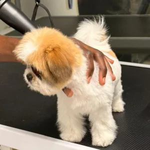 Cat & Dog Grooming: Bath & Brush Or Full Service For All Sizes at Boho and Bark Pet Grooming