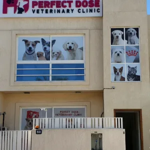 Cat Or Dog Annual Vaccination At Perfect Dose Veterinary Clinic in Dubai | Dubai Travel Tours Cat Or Dog Annual Vaccination At Perfect Dose Veterinary Clinic at Perfect Dose Veterinary clinic
