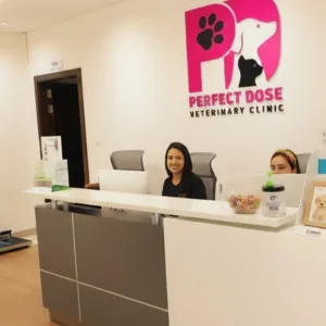 Cat Or Dog Full Grooming in Dubai | Dubai Travel Tours Dubai