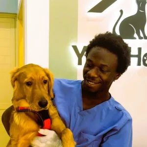 Cat Or Small, Medium, Large Or X-large Dog Basic Or Full Grooming in Dubai | Dubai Travel Tours Cat Or Small