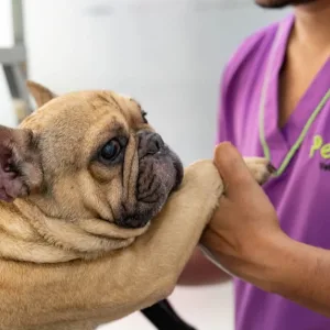 Full Dental Scaling For Pets At Pet Joy Veterinary Clinic in Dubai | Dubai Travel Tours Basic Grooming Session At Pet Joy Veterinary Clinic at Pet Joy Veterinary Clinic