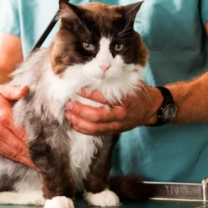 Choice Of Pet Medical Checkup, Examination & Deworming in Dubai | Dubai Travel Tours Choice Of Pet Medical Checkup