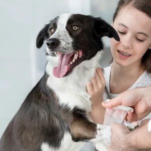 Choice Of Veterinary Service For Dog Or Cat Or Tom Cat Castration in Dubai | Dubai Travel Tours Choice Of Veterinary Service For Dog Or Cat Or Tom Cat Castration at Petopia Veterinary Clinic
