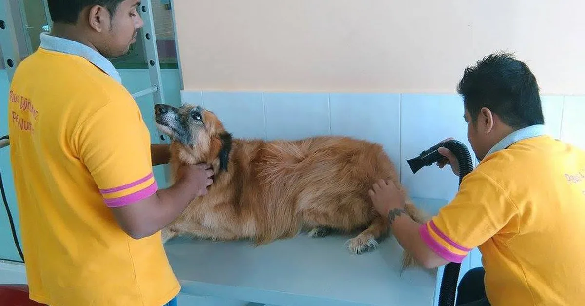 Comprehensive Grooming For All Sizes(xl,l,m,s) Of Dogs And Small Cats in Dubai | Dubai Travel Tours l