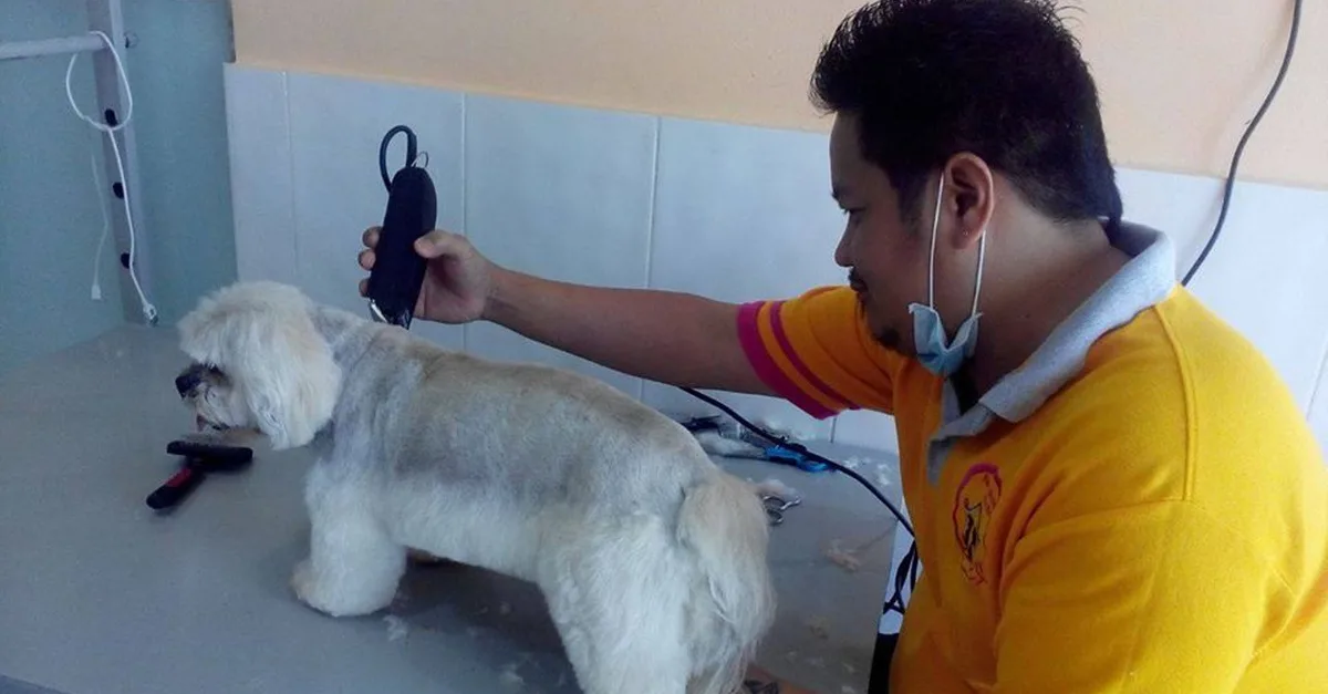 Comprehensive Grooming For All Sizes(xl,l,m,s) Of Dogs And Small Cats in Dubai | Dubai Travel Tours m