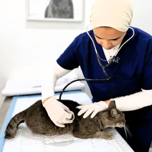 Comprehensive Vet Care: Vaccinations, Surgeries, X-rays For Pets in Sharjah & N. Emirates | Dubai Travel Tours Comprehensive Vet Care: Vaccinations
