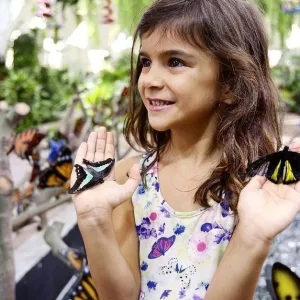 Discover Dubai Butterfly Garden… | Dubai Travel Tours Discover Dubai Butterfly Garden… at Q&E Travel Tourism