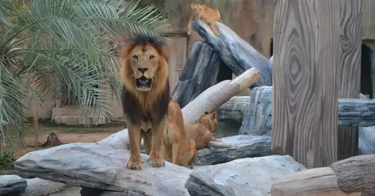 Dive Into Fun: Zoo Entrance With Activity And Aed 50/100/200 Voucher in Abu Dhabi | Dubai Travel Tours Abu Dhabi