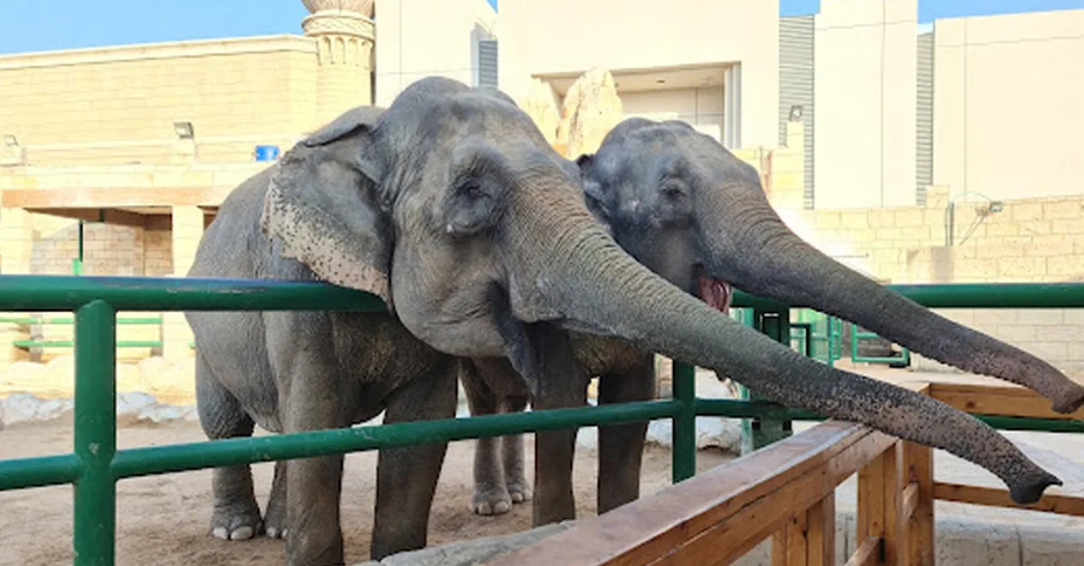 Dive Into Fun: Zoo Entrance With Activity And Aed 50/100/200 Voucher in Abu Dhabi | Dubai Travel Tours Dive Into Fun: Zoo Entrance With Activity And Aed 50/100/200 Voucher in Abu Dhabi | Dubai Travel Tours - Image 4