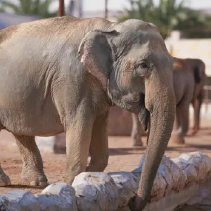 Dive Into Fun: Zoo Entrance With Activity And Aed 50/100/200 Voucher at Emirates Park Zoo & Resort