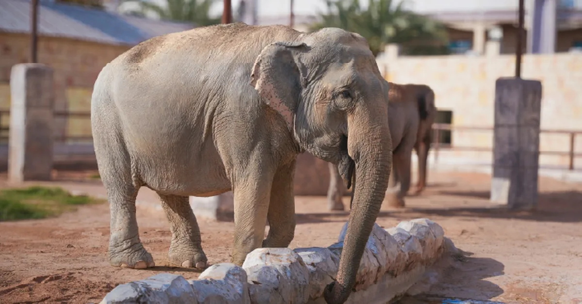 Dive Into Fun: Zoo Entrance With Activity And Aed 50/100/200 Voucher in Abu Dhabi | Dubai Travel Tours Dive Into Fun: Zoo Entrance With Activity And Aed 50/100/200 Voucher at Emirates Park Zoo & Resort