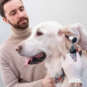 Dog & Cat Medical Check-up, Annual Vaccination & Wellness Packages in Dubai | Dubai Travel Tours Dog & Cat Medical Check-up