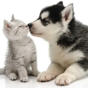 Dog/Cat Medical Check Up At Al Raha Veterinary Clinic in Abu Dhabi | Dubai Travel Tours Dog/Cat Medical Check Up At Al Raha Veterinary Clinic at Al Raha Veterinary Clinic