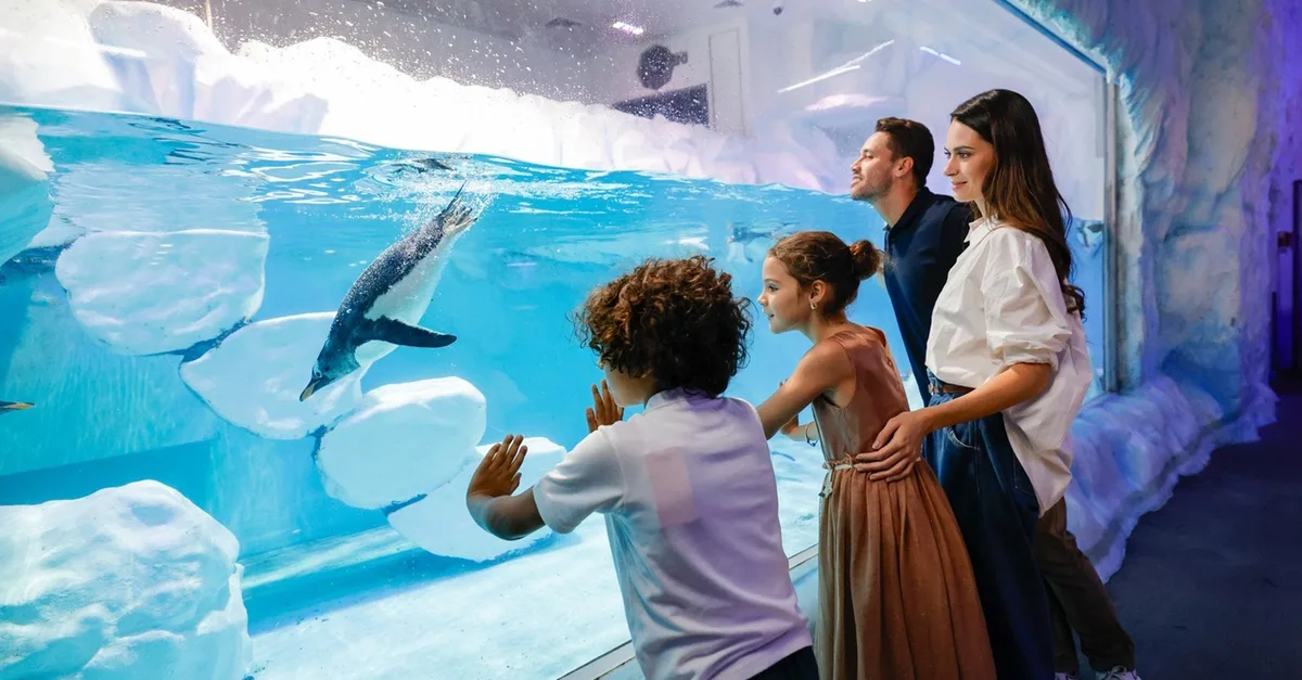 Dubai Aquarium And Dubai Frame Entry Tickets For 1, 2 Or 4 Adults | Dubai Travel Tours United Arab Emirates