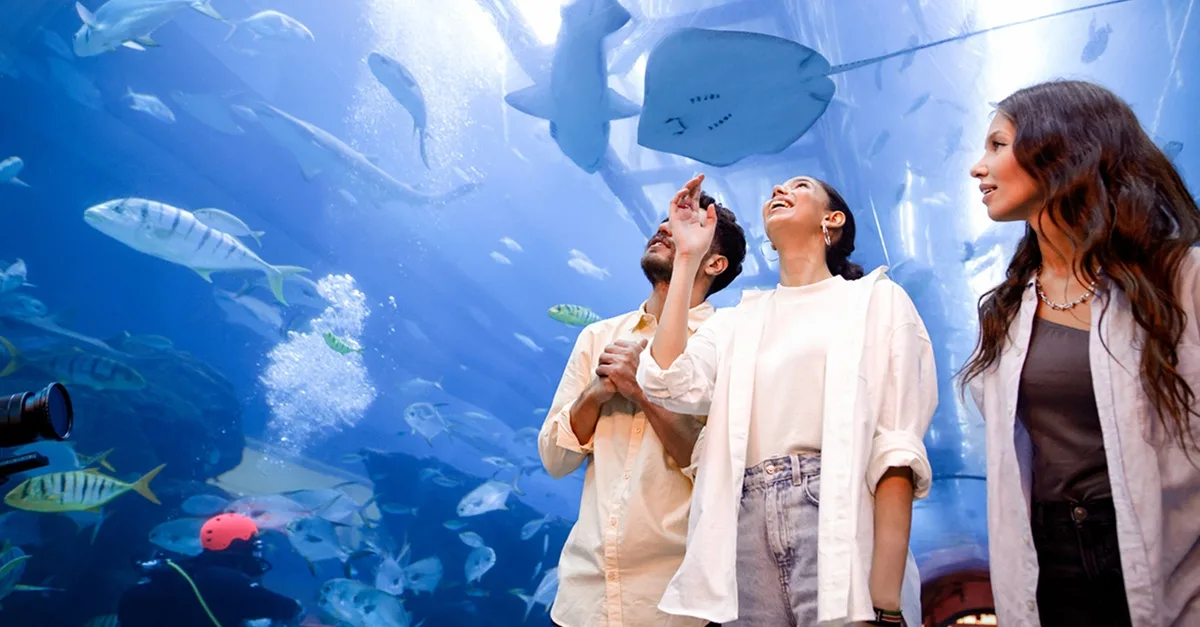 Dubai Aquarium And Dubai Frame Entry Tickets For 1, 2 Or 4 Adults | Dubai Travel Tours Dubai Aquarium And Dubai Frame Entry Tickets For 1