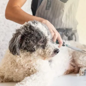 Elevate Your Pet Care Skills With Guide To Dog Grooming in National Deal | Dubai Travel Tours Elevate Your Pet Care Skills With Guide To Dog Grooming at International Open Academy