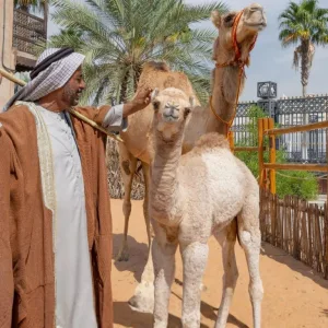 Emirati Hospitality Experience (Lunch) – Sightseeing and Tours Emirati Hospitality Experience (Lunch) Sightseeing and Tours