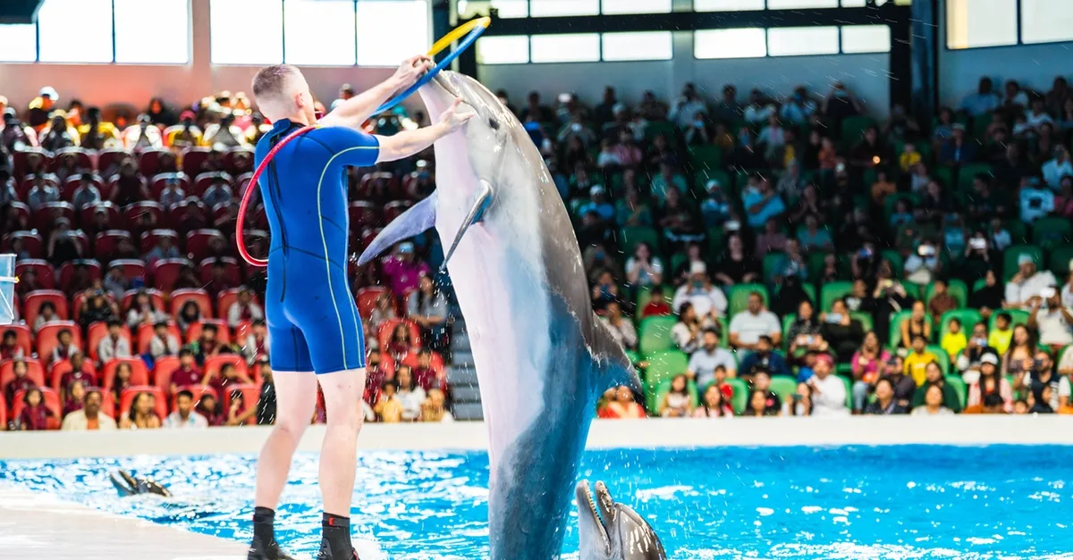 Enjoy Painting Dolphins, Juggling Seals, & Exotic Birds In Action in National Deal | Dubai Travel Tours Juggling Seals