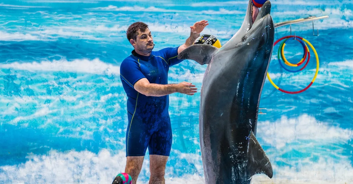 Enjoy Painting Dolphins, Juggling Seals, & Exotic Birds In Action in National Deal | Dubai Travel Tours & Exotic Birds In Action at Dubai Dolphinarium