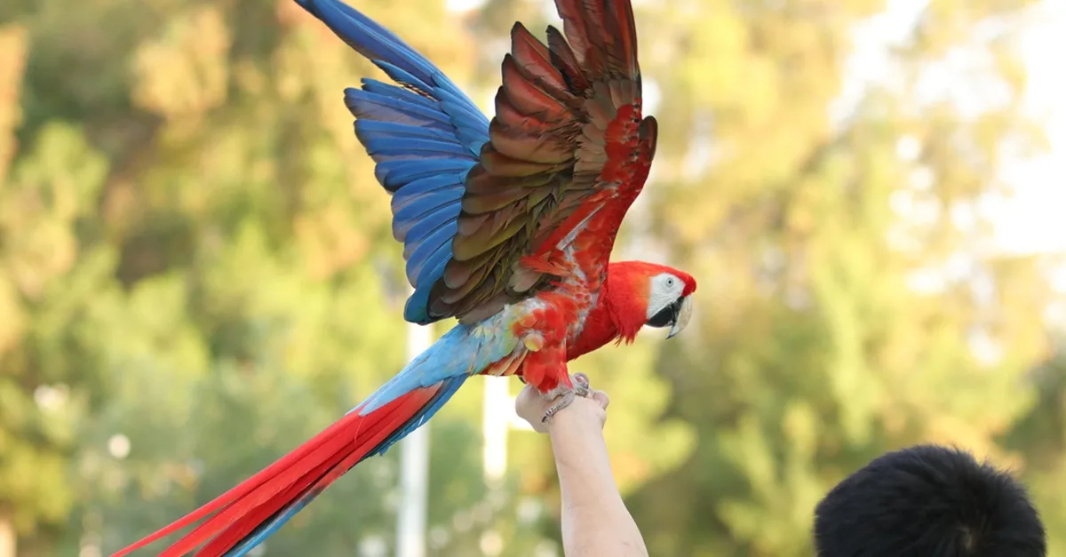 Enjoy Painting Dolphins, Juggling Seals, & Exotic Birds In Action in National Deal | Dubai Travel Tours National Deal