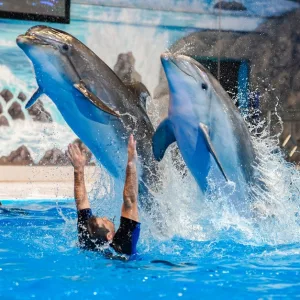 Enjoy Painting Dolphins, Juggling Seals, & Exotic Birds In Action in National Deal | Dubai Travel Tours Enjoy Painting Dolphins