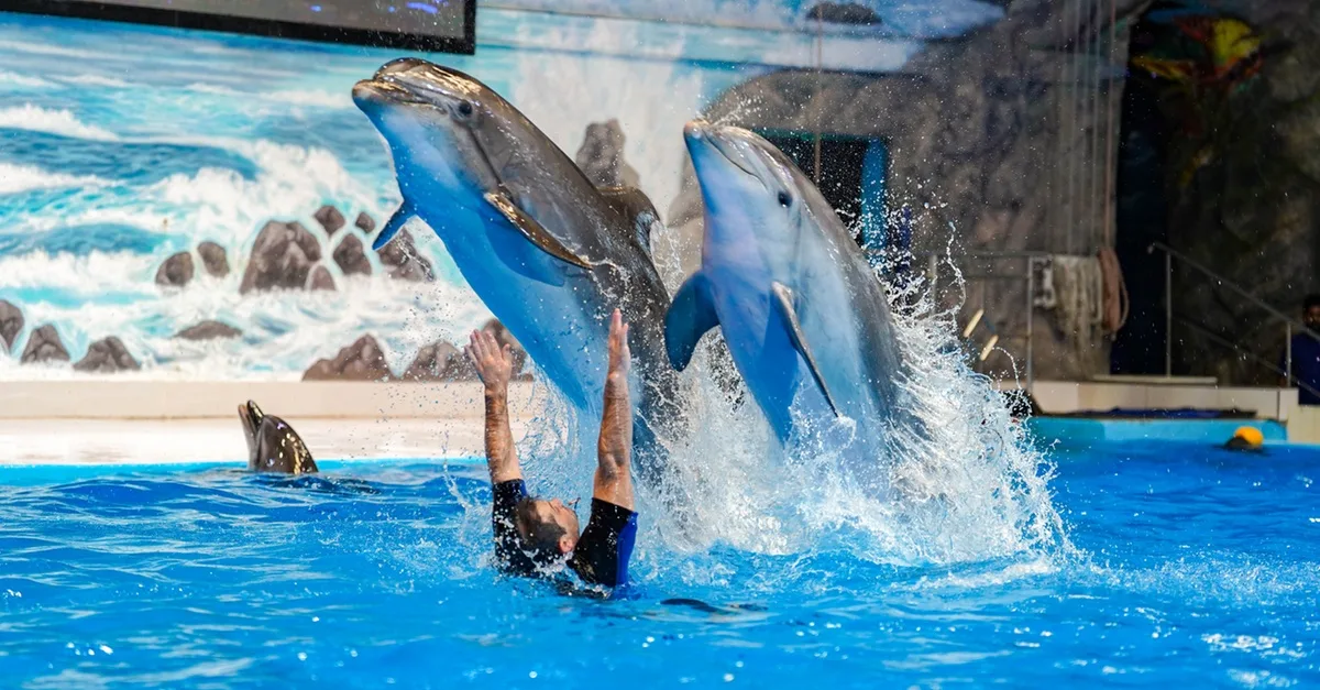 Enjoy Painting Dolphins, Juggling Seals, & Exotic Birds In Action in National Deal | Dubai Travel Tours Enjoy Painting Dolphins