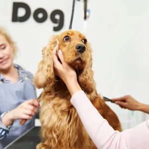 Expert Basic Or Full Grooming For Dogs & Cats Of All Sizes in Dubai | Dubai Travel Tours Expert Basic Or Full Grooming For Dogs & Cats Of All Sizes at Jungle Veterinary Clinic L.L.C